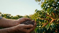 Farmer holding harvested coffee beans in palm with plantation field in background during daytime agricultural work.