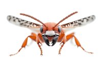 Orange and black wasp with spotted wings in close-up macro photography view isolated on pure white background, front view showing detailed facial features and antennae.