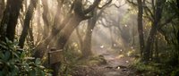 Mystical forest path with golden sunlight streaming through ancient trees creating magical atmosphere for nature and fantasy projects.