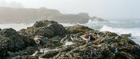 Seagulls perched on rocky coastal outcrop with ocean waves and misty cliffs in background creating moody seascape atmosphere for nature photography projects.
