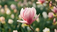 Pink magnolia flower in bloom with soft petals against blurred garden background, suitable for spring and nature designs.