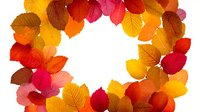 Vibrant autumn leaves arranged in circular wreath pattern on white background, showcasing seasonal colors from yellow to deep red.