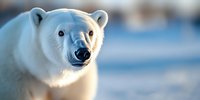 Polar bear close-up portrait in winter arctic environment showing facial features and white fur against blurred snowy background. Perfect for wildlife conservation themes.