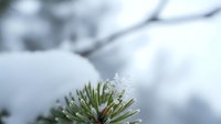 Pine branch with frost crystals in winter landscape with blurred snowy rocks background for seasonal nature designs.