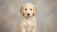 Adorable cream-colored goldendoodle puppy with fluffy curly coat sitting against soft neutral background for pet photography and animal portraits.