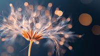 Delicate dandelion seeds catch golden light against blurred bokeh background, creating dreamy macro photography with soft orange and blue tones for nature themes.