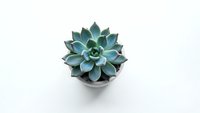 Blue-green succulent plant in white pot on clean white background, top view. Indoor houseplant for home decor and gardening projects.