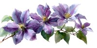 Purple clematis flowers with green leaves on white background isolated for floral design projects and botanical illustrations.
