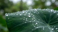 Fresh green tropical leaf covered in sparkling water droplets after rain, showcasing nature's texture and detail with soft bokeh background.