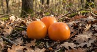 Three ripe orange pumpkins nestled among fallen autumn leaves on forest floor with warm sunlight filtering through trees creating seasonal harvest atmosphere.