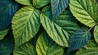 Vibrant green and blue textured leaves with detailed veins creating natural botanical pattern for organic design projects and nature backgrounds.