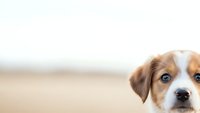 Adorable brown and white puppy with expressive blue eyes peeking into frame against soft blurred background for pet care and animal lover designs.
