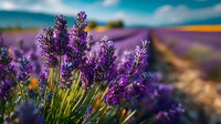 Purple lavender flowers blooming in field with blurred rows and blue sky background. Natural aromatherapy herb cultivation for essential oils and relaxation.