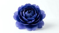 Blue peony flower isolated on white background with layered petals for floral design projects and botanical artwork.