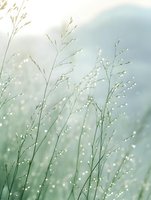 Delicate grass stems with morning dew drops in soft focus against pastel blue and green background create dreamy natural macro photography atmosphere.