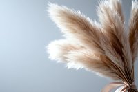 Soft beige pampas grass plumes against neutral background creating minimalist natural decor element for modern interior design and botanical arrangements.