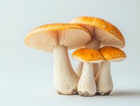 Orange mushrooms with white stems and gills isolated on white background for nature design projects and botanical illustrations.