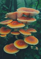 Orange spotted mushrooms growing in forest environment against dark green background, showing detailed gills and caps in natural lighting conditions.