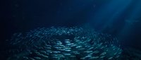 Massive school of small fish forming circular spiral pattern in deep blue ocean water with sunlight rays penetrating from surface creating dramatic underwater scene.