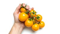 Hand holding fresh yellow cherry tomatoes on vine isolated on white background for healthy cooking and organic food concepts.