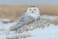 Snowy owl perched on snow-covered log in winter landscape with golden eyes and distinctive white plumage with black barring patterns.