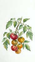 Watercolor tomato plant with ripe red and yellow cherry tomatoes on vine with green leaves isolated on white background for kitchen decor and culinary designs.