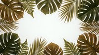 Tropical leaves frame with monstera and palm fronds creating natural border on white background for summer design projects and botanical themes.