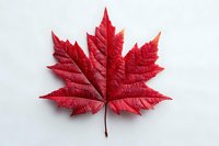 Red maple leaf with detailed veins isolated on white background for autumn seasonal designs and nature projects.