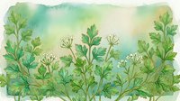 Watercolor illustration of lush green herbs and flowering plants with delicate white blooms, isolated on white background, suitable for botanical designs, packaging, and educational materials.