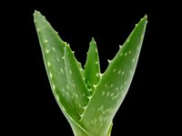 Aloe vera plant with green pointed leaves isolated on transparent background, ready for t-shirt designs, clipart, stickers, sublimation and print-on-demand projects.
