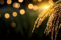 Golden rice ears bending against blurred bokeh lights background, warm sunset glow illuminates grain stalks creating magical agricultural atmosphere.