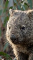 Adorable wombat joey portrait with soft fur and bright eyes in natural Australian bush habitat surrounded by eucalyptus leaves and native vegetation.