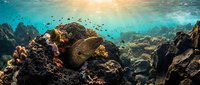 Underwater coral reef scene with tropical fish swimming among colorful corals and rock formations in crystal clear turquoise ocean water with sunlight rays.