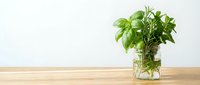 Fresh green basil herbs growing in glass jar with water on wooden table against white background for kitchen gardening and cooking ingredients.
