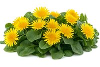 Fresh dandelion flowers with green leaves isolated on white background for herbal medicine and natural remedies applications.
