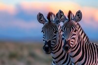 Two zebras standing close together against blurred sunset sky background, showing detailed stripes and facial features in warm evening light. African wildlife scene.