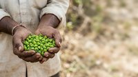 Farmer holding fresh green peas in hands at harvest time. Agricultural worker displaying organic legume crop outdoors for farming and food production concepts.