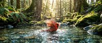 Red cardinal bird splashing in forest stream with sunlight filtering through trees creating magical woodland bathing scene for nature wildlife photography.