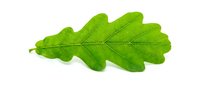 Fresh green oak leaf with detailed veins isolated on white background for nature design projects and botanical illustrations.