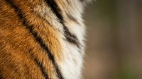 Close-up macro shot of tiger fur showing detailed orange and black striped pattern texture for wildlife photography and nature backgrounds.
