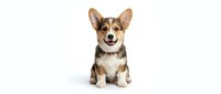 Adorable corgi puppy sitting on white background, tricolor coat with orange brown black markings, friendly expression, isolated for design use.