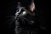 Dramatic portrait of black cat with luminous yellow eyes against dark background, showcasing long whiskers and silky fur in moody lighting.