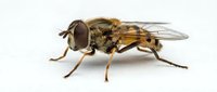 Robber fly isolated on white background, showing detailed wings, compound eyes, and bristled body structure for entomology and nature education.