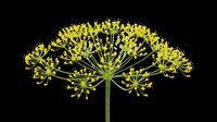 Bright yellow dill flower head isolated on transparent background, ready for t-shirt design, stickers, clipart, print on demand, and sublimation projects.