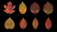 Autumn leaves collection in various shades of red, orange, brown, and gold isolated on transparent background. Ready for clipart, t-shirt design, stickers, print-on-demand products, and sublimation projects.
