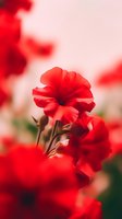 Vibrant red flowers in soft focus against blurred pink background create dreamy romantic atmosphere, macro photography with shallow depth of field for floral design.