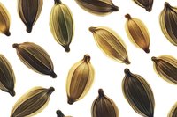 Scattered cardamom pods in brown and golden tones on white background, seamless pattern for culinary and spice designs, isolated botanical elements.