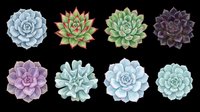 Watercolor succulent plants collection isolated on transparent background, ready for t-shirt design, clipart, stickers, print-on-demand products and sublimation projects.