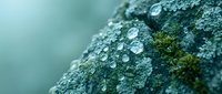 Tree bark covered with white and green lichen patches and moss in natural forest environment with soft blurred background for nature photography.