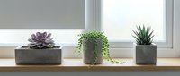 Modern succulent plants in concrete planters on wooden windowsill with natural light for home decor and interior design projects.